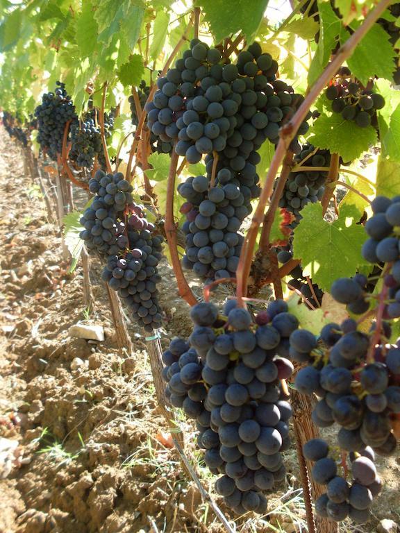 Agriturismo Amina, Winery & Hiking Vagliagli Екстериор снимка