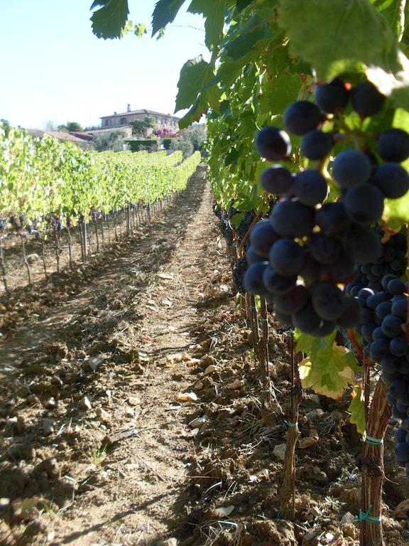 Agriturismo Amina, Winery & Hiking Vagliagli Екстериор снимка