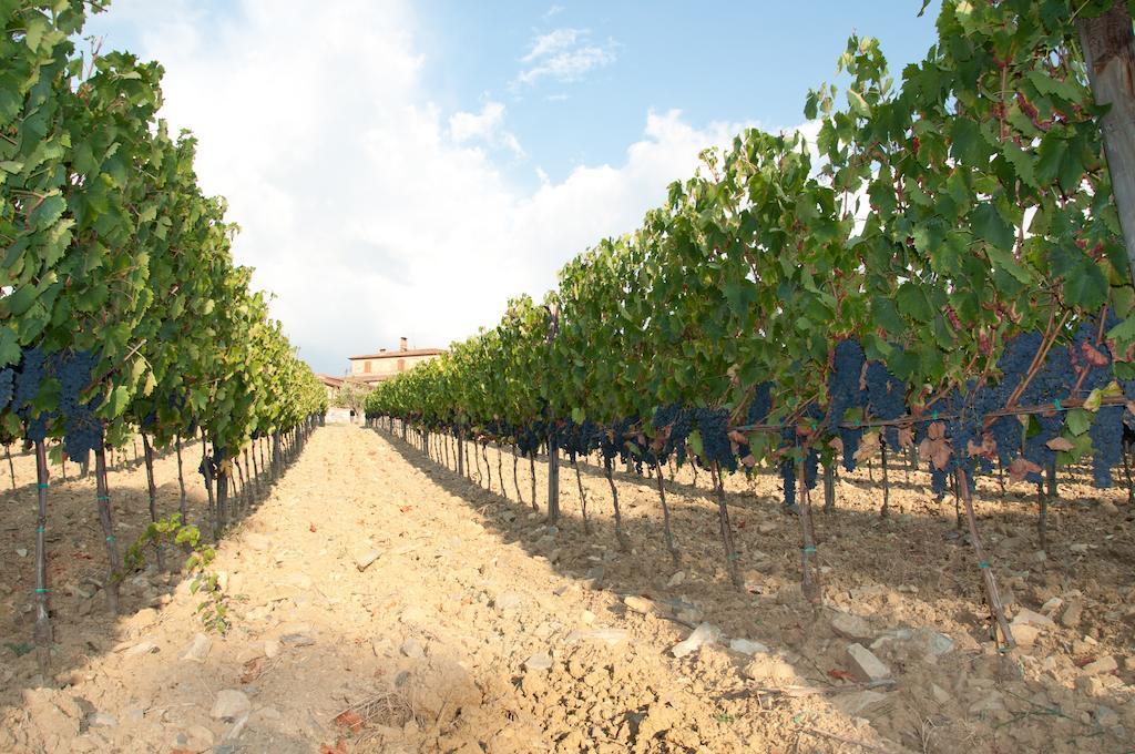 Agriturismo Amina, Winery & Hiking Vagliagli Екстериор снимка